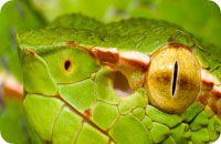 Infrarot-Sehen von Schlangen