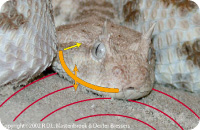 Substrate-based hearing in Snakes