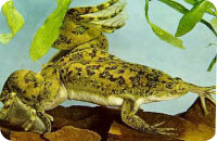 Beutelokalisation durch Xenopus